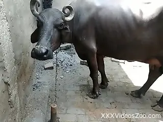 horny dude finger fucks the cow's huge pussy in public kinks