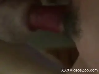Amateur man inserts cock in the dog's wet vagina while on cam