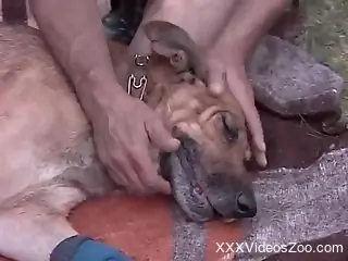 Sexy amateur babes share dog penis in outdoor zoophilia