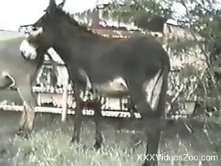 Nude man wants to try anal sex with the donkey in outdoor XXX