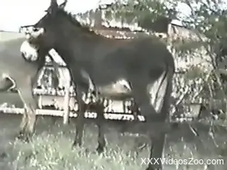 Nude man wants to try anal sex with the donkey in outdoor XXX
