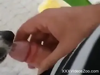 Solo male allows dog to come and lick his erect dick