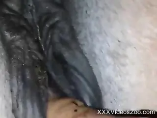Amateur man tapes himself deep fucking a horse in the pussy