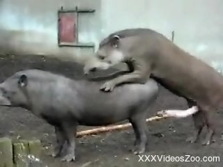 Man watches Tapirs at the zoo fucking in crazy manners
