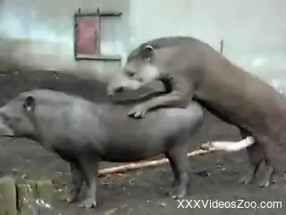 Man watches Tapirs at the zoo fucking in crazy manners