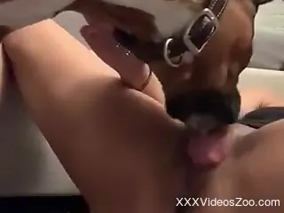 Solo woman lets curious dog sniff and lick her sweet cunt