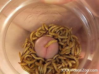 Man sticks his dick in a jar filled with worms for extra pleasure