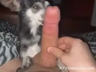 Solo male lets the little dog lick that beast in sloppy modes
