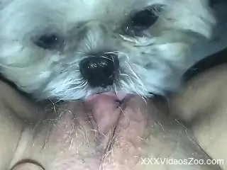 Small puffy dog licks woman's clit in hot perversions