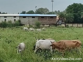 Horny guy films farm animal and gets aroused