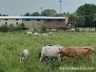 Horny guy films farm animal and gets aroused