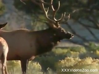 Wild animals having sex make this horny man's delight