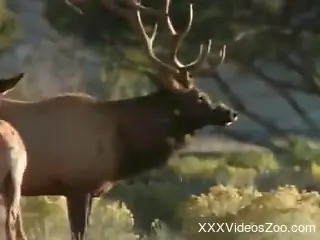 Wild animals having sex make this horny man's delight