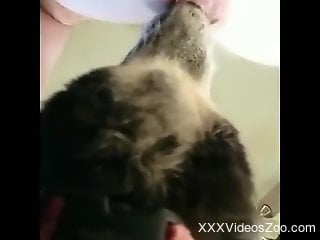 Dog licks man's cock and ass to satisfy his desires