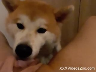 Akita dog licks woman's wet pussy and makes her come