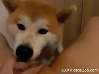 Akita dog licks woman's wet pussy and makes her come