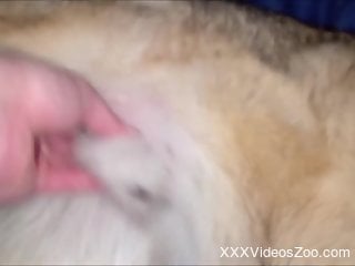 Curious man craves the dog's furry cock in sexual scenes