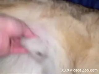 Curious man craves the dog's furry cock in sexual scenes