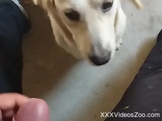 Man jerks off and lets the curious dog lick his sperm