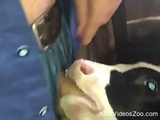 Clothed man at the farm fulfills his sexual needs with the veal