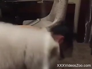 Dog treats woman with great lust when it fucks her muff