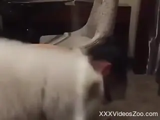Dog treats woman with great lust when it fucks her muff