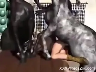 3D zoo porn exposing hardcore group zoo sex