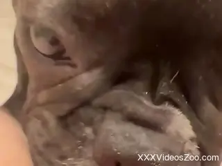 Small dog licks woman's ass and pussy in sexy manners