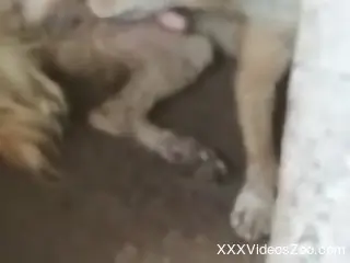 Energized man feels aroused when he watches the dog licking its balls
