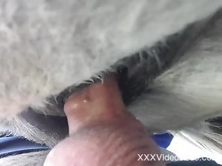 Man deep fucks horse at the farm in merciless rounds
