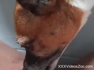 Dog licks woman's wet clit in such a way that she comes