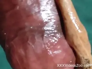 Horny male lets the big snail to crawl over his penis