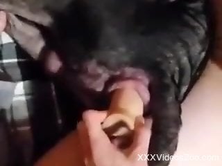 Man inserts dildo in dog's pussy to fulfill his lust