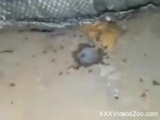 Furry dog pussy fucks naked woman and comes on her tight holes