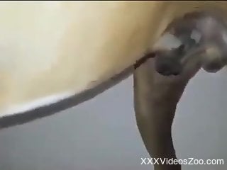 Cute brunette plays with her dog's cock like a slut