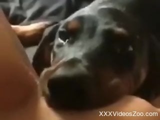 Home alone woman allows the dog to lick her wet cunt
