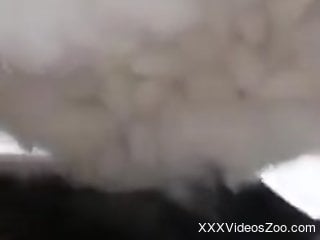 Little white dog is about to discover zoo sex