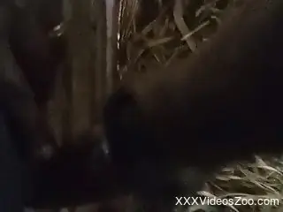 Cow is taking part in a kinky bestiality