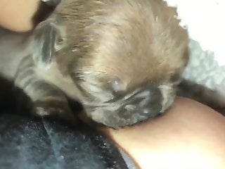 Little puppy also wants to enjoy the bestiality