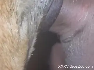 Zoophile's erected shaft is drilling tight hole