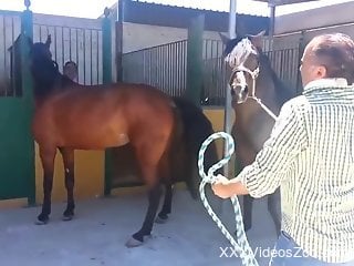 Check out two horny horses engaging in zoo sex
