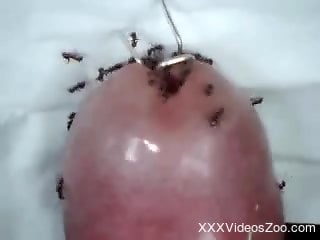 Zoophile's dong is getting covered with ants