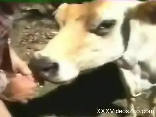 Man fulfills his sexual needs by fucking a cow