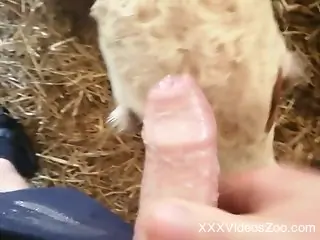 Curious veal licks the man's penis and makes him come