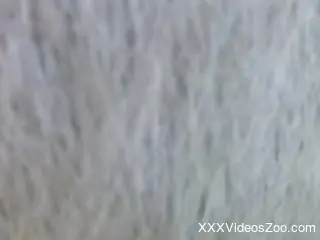 Aroused man fucks farm animal in the pussy and comes inside it