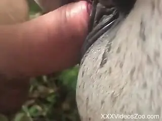 Amateur man tries sex with the horse and loves it