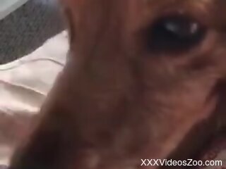 Dog licks woman's wet clit when she masturbates on camera