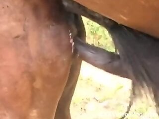 Man films the moment a stallion fucks its female