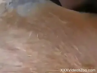 Naked male inserts his big dick in the animal's pussy