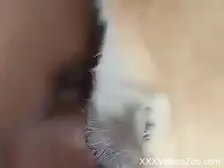 Amateur man films himself when he sticks the cock in the dog's pussy